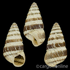 IMG_detallada/Cochlicella (Prietocella) barbara.jpg